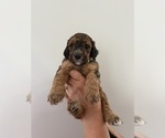 Small Photo #4 Bernedoodle Puppy For Sale in MOULTON, AL, USA
