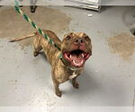 Small American Pit Bull Terrier Mix