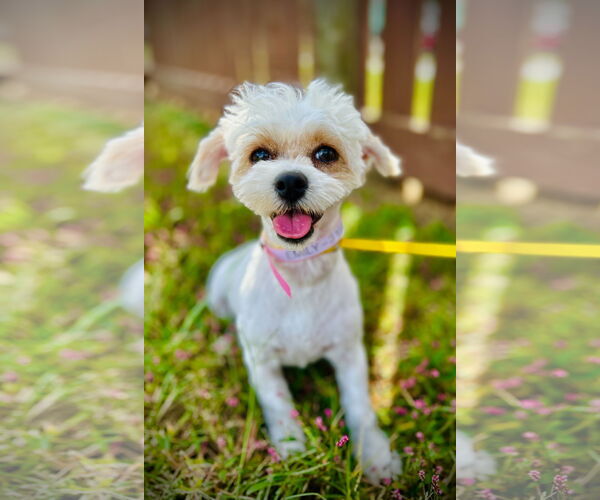 Medium Photo #1 Maltipoo Puppy For Sale in Pacolet, SC, USA