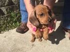 Small Photo #1 Dachshund Puppy For Sale in KINGSLAND, TX, USA