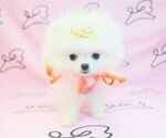 Small Photo #5 Pomeranian Puppy For Sale in LAS VEGAS, NV, USA
