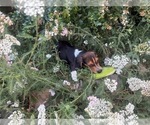 Small #19 Beagle