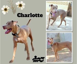 Unknown-Weimaraner Mix Dogs for adoption in Lindsay, CA, USA
