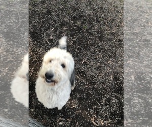 Father of the Labradoodle puppies born on 04/12/2025