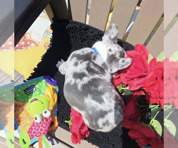 Medium Photo #5 French Bulldog Puppy For Sale in BOSTON, KY, USA