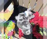 Small #4 French Bulldog