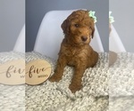Small Photo #5 Goldendoodle Puppy For Sale in JENKS, OK, USA