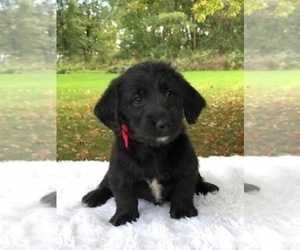 Miniature Labradoodle Puppy for sale in FREDERICKSBG, OH, USA