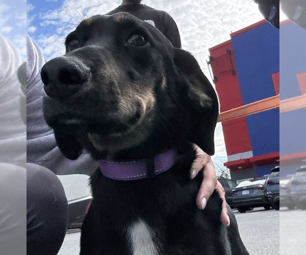 Medium Photo #1 Basset Hound-Unknown Mix Puppy For Sale in Brooklyn, NY, USA