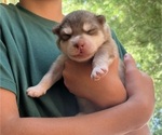 Small Gerberian Shepsky