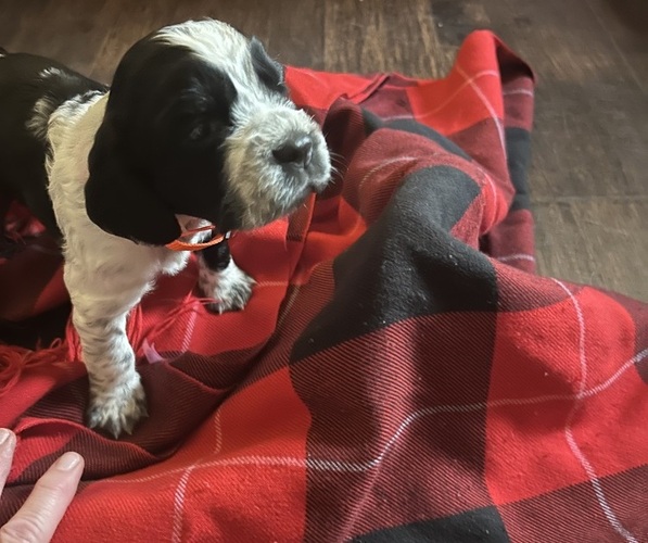 Medium Photo #5 English Springer Spaniel Puppy For Sale in PERRY, MO, USA