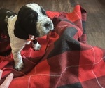 Small #4 English Springer Spaniel