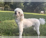 Small Photo #5 Poodle (Miniature) Puppy For Sale in Pacolet, SC, USA