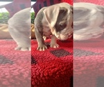 Small Photo #4 Olde English Bulldogge Puppy For Sale in LAFAYETTE, LA, USA