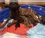 Small Mastiff