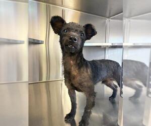 Poodle (Miniature) Dogs for adoption in Chula Vista, CA, USA