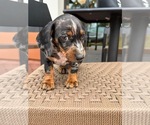 Small #3 Dachshund