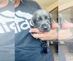 Small Photo #1 Labrador Retriever Puppy For Sale in PEYTON, CO, USA