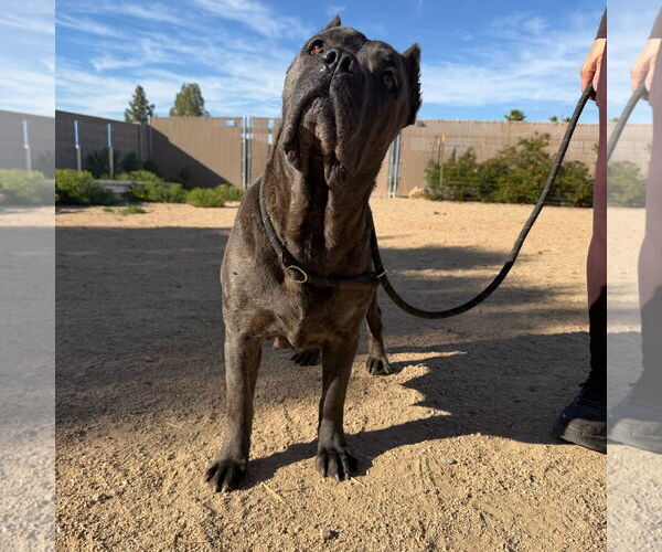 Medium Photo #2 Mutt Puppy For Sale in Goodyear, AZ, USA