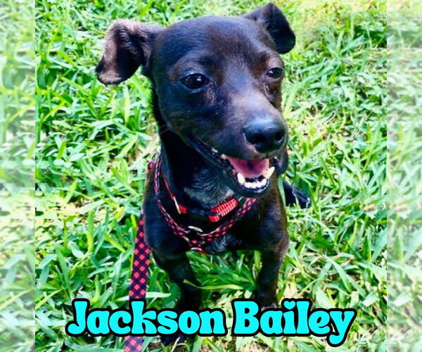 Medium Photo #8 Chiweenie Puppy For Sale in San Antonio, TX, USA