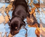 Small Photo #6 Doberman Pinscher Puppy For Sale in MILL SPRING, NC, USA