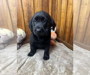 Labrador Retriever Puppy for sale in NEOLA, WV, USA