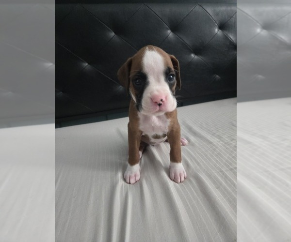 Medium Photo #1 Boxer Puppy For Sale in GALLOWAY, NJ, USA