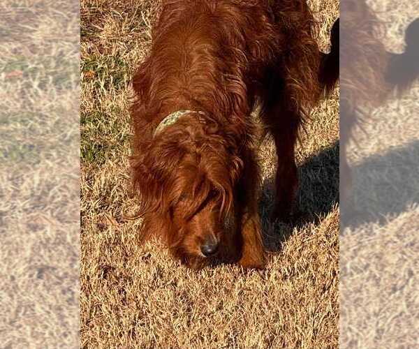 Medium Photo #1 Goldendoodle Puppy For Sale in LEXINGTON, SC, USA