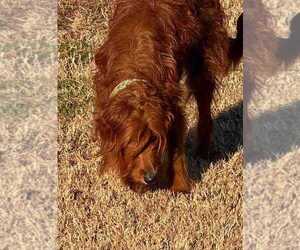 Mother of the Goldendoodle puppies born on 09/07/2025