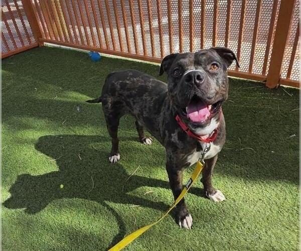 Medium Photo #1 American Pit Bull Terrier-Unknown Mix Puppy For Sale in Las Vegas, NV, USA