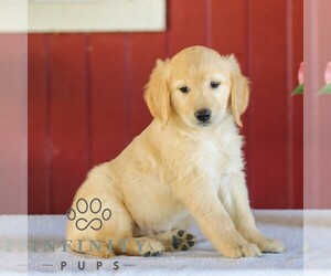 Golden Retriever Puppy for sale in MANHEIM, PA, USA
