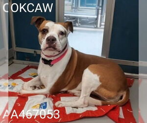 American Bulldog-Unknown Mix Dogs for adoption in Oklahoma City, OK, USA