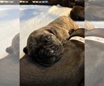 Small Photo #6 Cane Corso Puppy For Sale in COLORADO SPRINGS, CO, USA