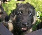 Small German Shepherd Dog