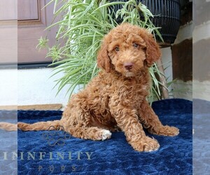 Goldendoodle (Miniature) Puppy for sale in NARVON, PA, USA