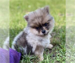 Pomeranian Puppy for sale in JACKSONVILLE, FL, USA