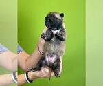 Small Photo #34 Belgian Malinois Puppy For Sale in S CHARLESTON, WV, USA