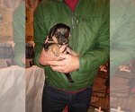 Small Photo #10 Shepadoodle Puppy For Sale in FOUNTAIN, CO, USA