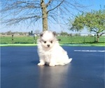 Small #1 Pomeranian