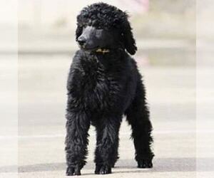 Poodle (Standard) Puppy for sale in BATON ROUGE, LA, USA