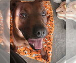 Small #2 American Pit Bull Terrier Mix