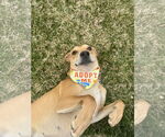 Small #7 Labrador Retriever Mix