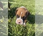 Small Photo #5 Boxer Puppy For Sale in CLAYTON, DE, USA