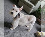 Small #1 Mutt