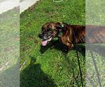 Small #3 American Staffordshire Terrier-Eurasier Mix