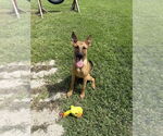 Small German Shepherd Dog Mix