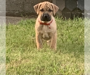 Presa Canario Puppy for sale in ROANOKE, VA, USA