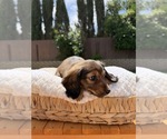 Small Photo #24 Dachshund Puppy For Sale in NORTH HIGHLANDS, CA, USA