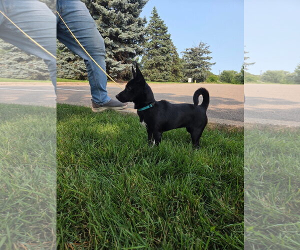 Medium Photo #3 Chihuahua-Unknown Mix Puppy For Sale in Brooklyn Center, MN, USA