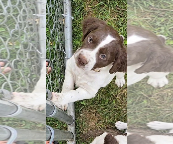 Medium Photo #9 Brittany Puppy For Sale in MOHAWK, NY, USA